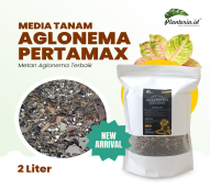 MEDIA TANAM AGLONEMA PERTAMAX