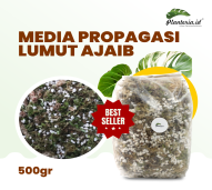 Media Tanam Lumut Hidup Ajaib